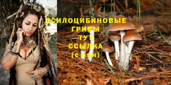 PSILOCYBIN Заводоуковск